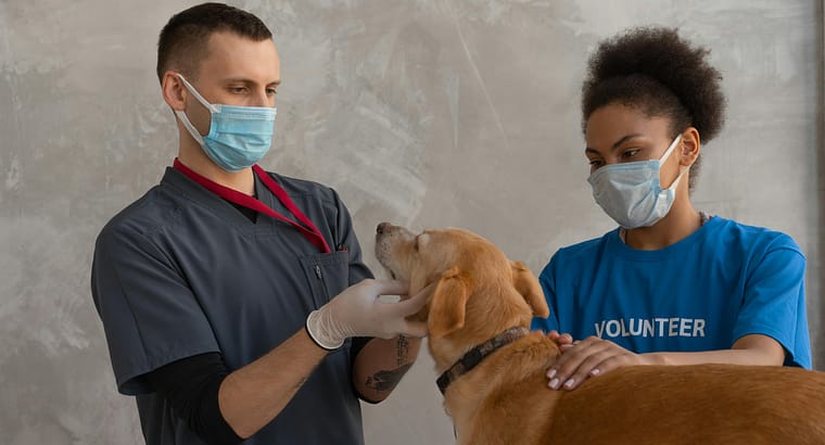 Foods to Avoid Feeding your Pet