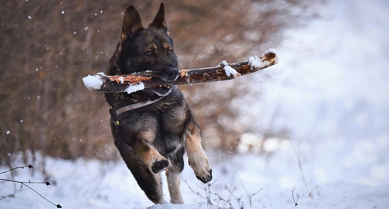 5 Great Winter Activities for Dogs