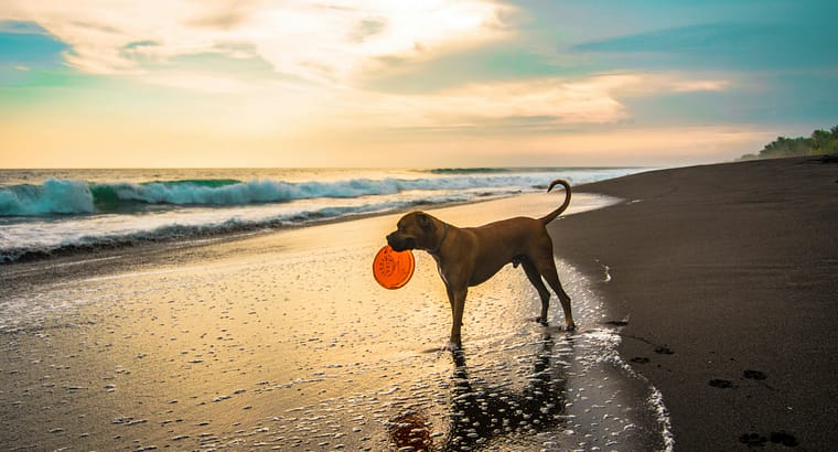 5 Tips for Bringing Your Dog to the Beach